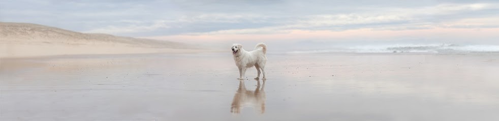 Ostéoanimaux, Ostéopathe à Saint-Paul-lès-Dax
