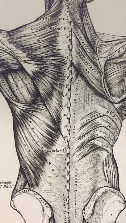 Darder Anouck, Ostéopathe à Vergèze