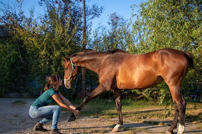 Isaure Teilhol - Ostéopathe Pour Animaux (OstéOccitanie), Ostéopathe à Pampelonne