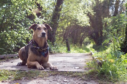 Osteopathe Animalier Mathilde Broeders, Ostéopathe à Saint-Folquin