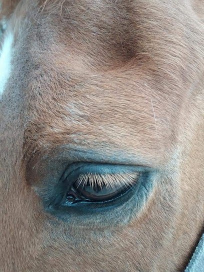 Audrey Geoffroy OSTÉO ÉQUIN CANIN FÉLIN BOVIN - Amiens, Ostéopathe à Monsures