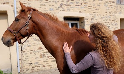 Equissana Ostéopathe animalier : cheval, chien, équin - Lorient - Morbihan - Bretagne, Ostéopathe au Faouët