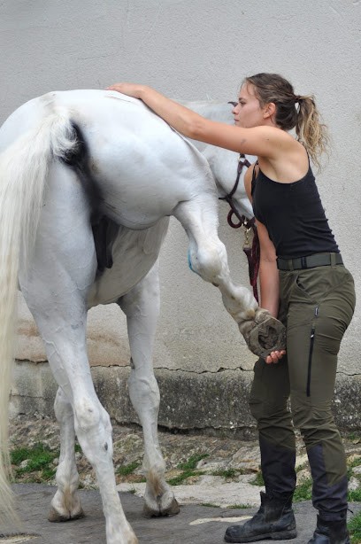 Ostéopathe Animalier, équin, Canin, Félin, Bovin, NAC - Estelle Chavinier, Ostéopathe à Ozouer-le-Voulgis