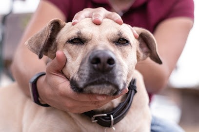 Ostéopathe animalier Léa LEBLED - Cheval Chien Bovin Chat NAC, Ostéopathe à Nojeon-en-Vexin