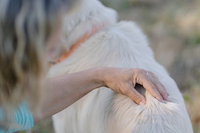 Holia'Vet - Ostéopathie Animale à Domicile Pratiquée Par Un Vétérinaire- Pays De La Loire- Chiens, Chats, Chevaux, Vaches...., Ostéopathe à Saint-Mars-du-Désert