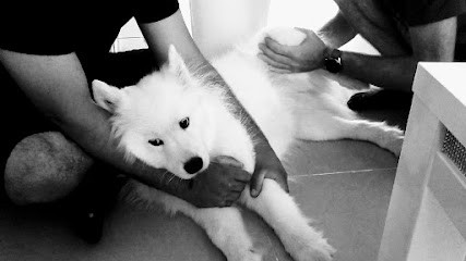 Ostéopathe Pour Animaux Thomas Boucher, Ostéopathe à Vouzon