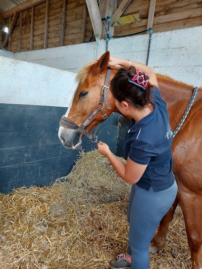 Erika Tissier - Ostéopathe Animalier - Kinésiologue Humains Et Animaux, Ostéopathe à Locminé
