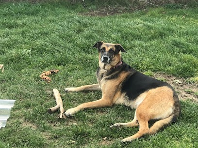 Joséphine May - Ostéopathe Animalier, Ostéopathe à Sotteville-lès-Rouen
