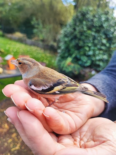Ostéopathe animalier Landier Hélène OA 183, Ostéopathe à La Breille-les-Pins