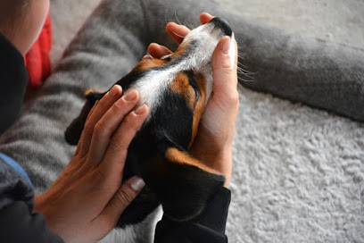 Océane Le Gros - Ostéopathe Animalier, Ostéopathe à Monterblanc