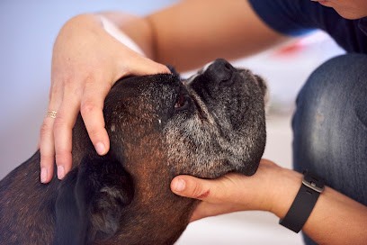 Aurore Pilon Ostéopathe Animalier (canin, Bovin, équin), Ostéopathe à Martigné-sur-Mayenne