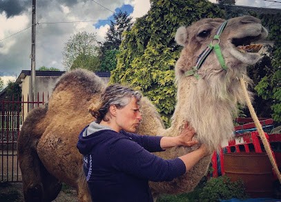Sandra Collet Ostéopathe Pour Animaux, Ostéopathe à Saint-Hymer