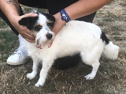 Coralie Lallement Osteopathe Animalier, Ostéopathe à Fontenay-sous-Bois