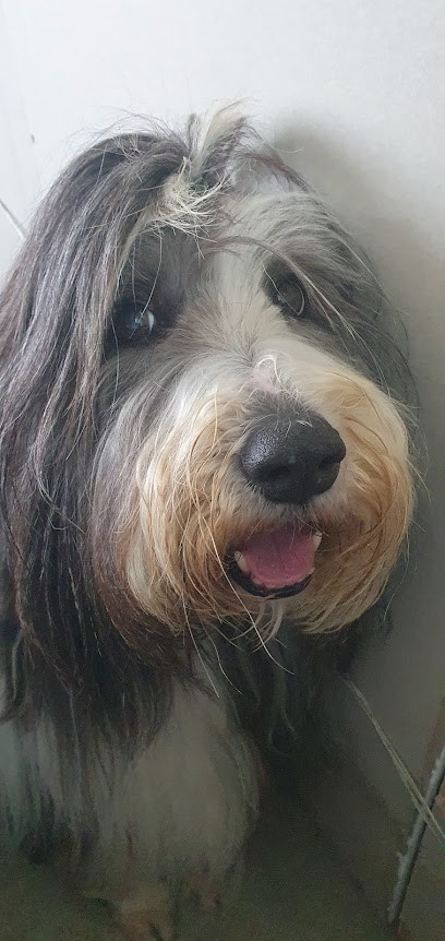 Léa Sensi Ostéopathie Animale (bovins, équins, Canins, Nacs), Ostéopathe à Merdrignac