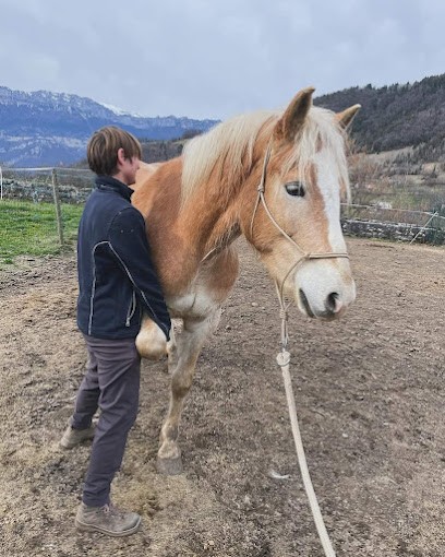 Ostéopathe Animalier Nathalie Barraud, Ostéopathe à Tournus