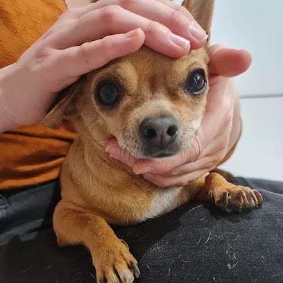 Pat' Relax | Caroline Vontzos | Ostéopathe Animalier & Bien-être PACA OA1312, Ostéopathe à Lançon-Provence