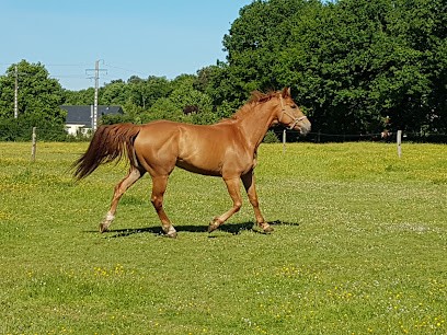Alice Nardini Osteopathe Equin, Ostéopathe à Sérent