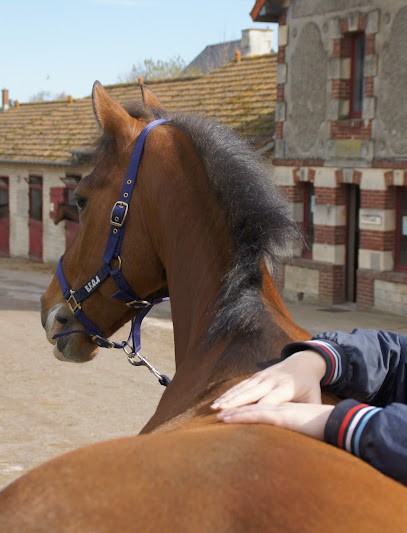 Charline Jossic - Ostéopathe Pour Animaux, Ostéopathe à Urville