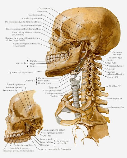 Carlier Patrick Ostéopathe Maubeuge, Ostéopathe à Maubeuge