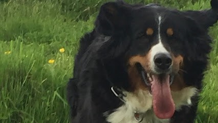 Nolwenn Derrien Ostéopathie Animalière, Ostéopathe à Irvillac