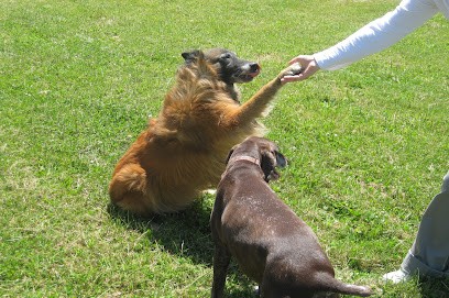 Diane Mathon - Ostéopathe Animalier (Chiens, Chats, NAC), Ostéopathe à Orange