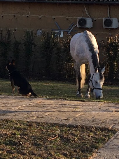 Ostéopathe Animalier - Marlène Chauvot, Ostéopathe à Saint-Didier-sur-Chalaronne
