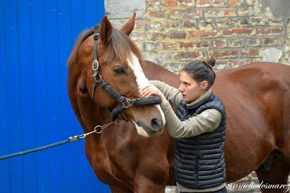 Victoria Deroire Ostéopathe Animalier, Ostéopathe à Saulzoir