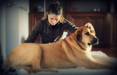 Celia Beauvilain - Ostéopathe Animalier, Ostéopathe à Templeuve-en-Pévèle