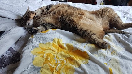 Du Temps Pour Mon Chien - Osteo Energétique Et Massage Canin, Ostéopathe à Hindisheim