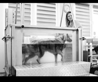 Dog'hydro In Normandy Ostéopathe Équin - Canin Et Hydrothérapie Canine, Ostéopathe à Fauguernon
