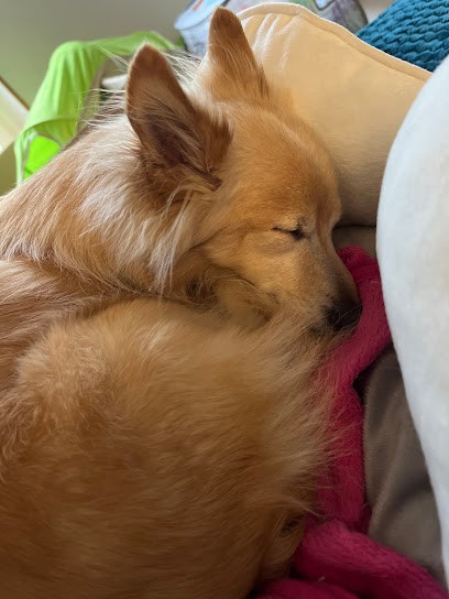 Laura Msika Ostéopathe Animalier Oise, Ostéopathe à Coye-la-Forêt