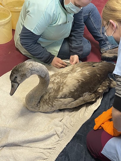 Claire holtzheyer, Ostéopathe à Osenbach