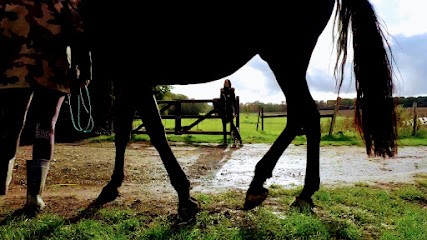 Céline Wiedemann Ostéopathe Animalier (équin, Canin, Félin..), Ostéopathe à Maurecourt