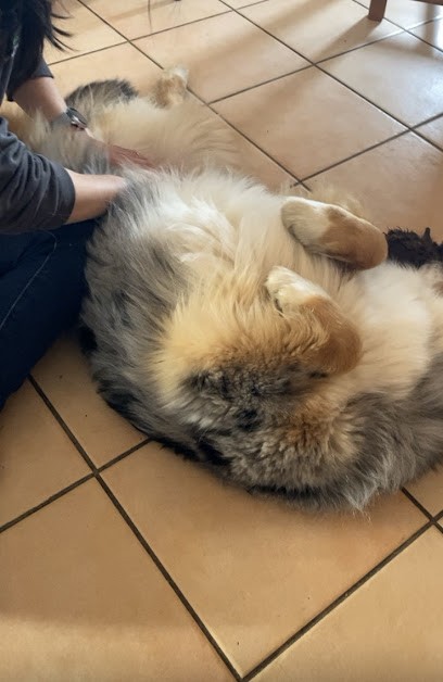 Céline OLLIER Ostéopathe Animalier, Ostéopathe à Mende