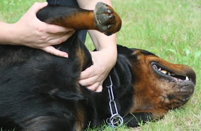 Ostéopathe à domicile canin, félin, équin Stéphanie Richard- Vendée, Loire Atlantique, Ostéopathe à Saint-Gervais