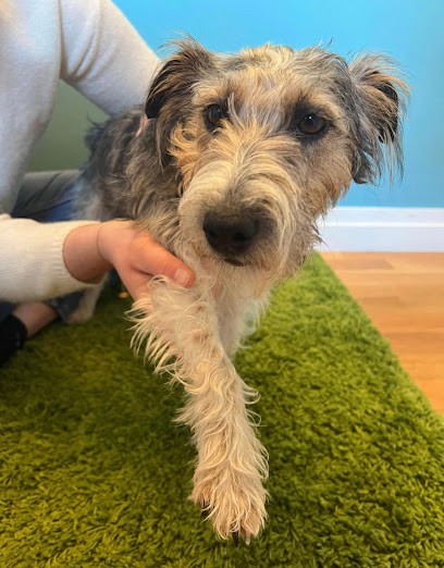 Anna Lesaint Ostéopathe Animalier - Chien Cheval Bovin Chat NAC, Ostéopathe à Sainte-Agathe-d'Aliermont