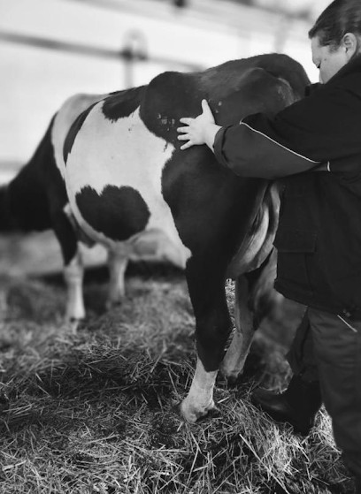 Ostéo'Pattes & Sabots - Mélanie Le Roy, Ostéopathe Animalier, Ostéopathe aux Contamines-Montjoie
