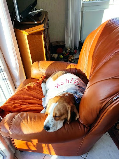 Ostéopathie animale Haute Marne & Lorraine - À Portée de Main - Lola GUILLEMIN, Ostéopathe à Joinville