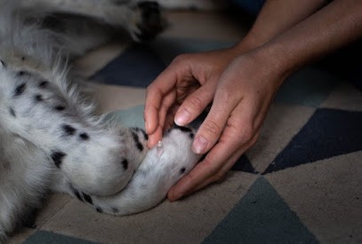 Carole Drevet, Ostéopathe Animalier, Ostéopathe à Saint-Jean-la-Bussière