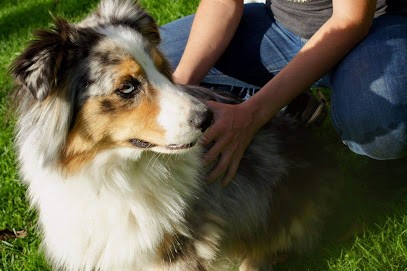 Aurore Defienne - Ostéopathe Pour Animaux, Ostéopathe à Moult-Chicheboville