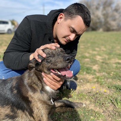 Ostéopathe Animalier PACA - Tom Dehillotte, Ostéopathe à La Brillanne