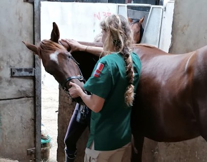Sara Augé - Ostéopathe équin, Ostéopathe à La Chapelle-aux-Saints