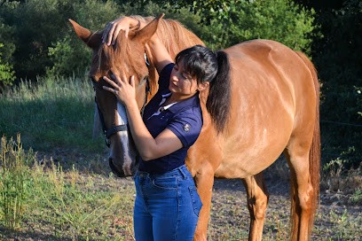Camille Lançon - Ostéopathe pour animaux (chevaux, chiens, chats, NACs), Ostéopathe à Boëge