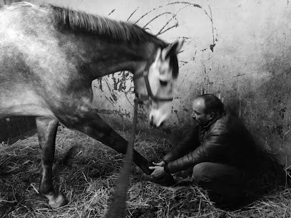 MC Ostéopathe Equin En Normandie, Ostéopathe à Thue et Mue