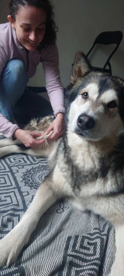 Alixe Thiebault Ostéopathe Animalier, Ostéopathe à Aurillac