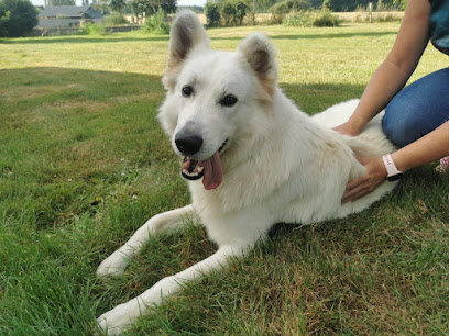 Ostéopathe Et Masseur Animalier, Ostéopathe à Busloup