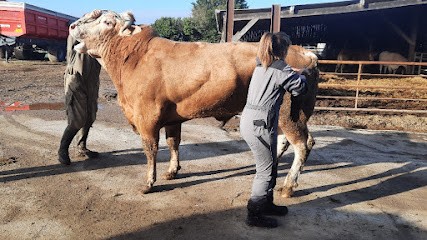 Lauranne Bezou Barbot - Ostéopathe Animalier OA531, Ostéopathe à Marçon