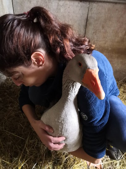 Alicia Bezard - Ostéopathe Animalier, Ostéopathe à Saint-Paul