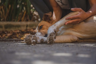 Ostéopathe Pour Animaux - Léa Nevière - Région PACA, Ostéopathe à Gréoux-les-Bains